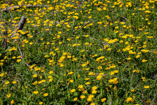 	
Aposeris foetida flower in meadow, close up
