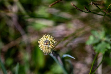 Carex caryophyllea flower growing in meadow, close up	