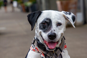 A happy black and white dog in Newport, Oregon