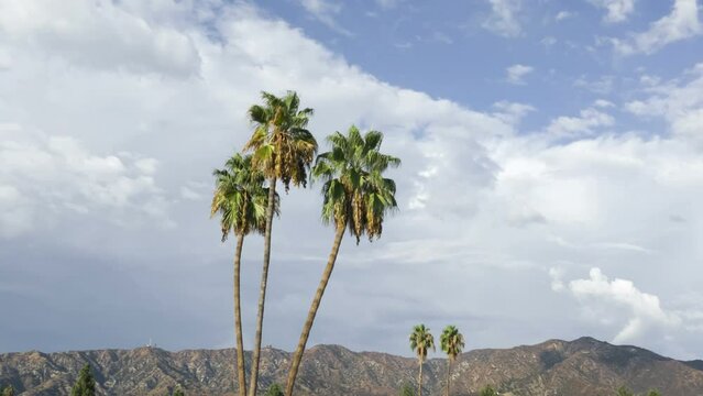 Palm trees on the background of cloudy sky and Verdugo mountains, Burbank California. Windy weather. Time lapse footage