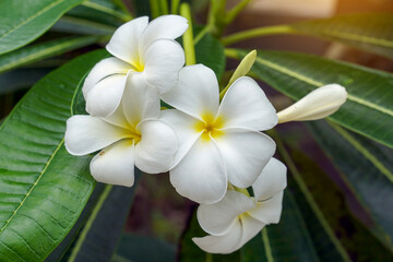 Plumeria, white. Commonly known as plumeria, Frangipani, Temple tree. The flowers are fragrant and are medicinal herbs used in combination with betel nut. It is used as a remedy for fever and malaria.