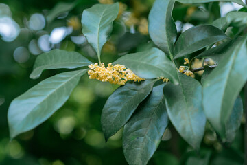 flowers in the garden