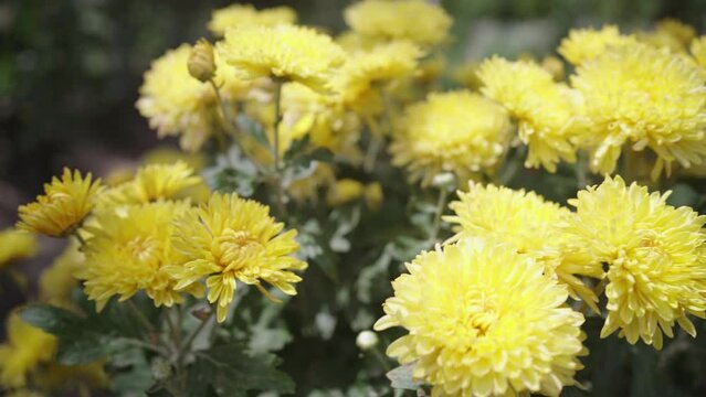 bright yellow chrysanthemum flowers on a sunny autumn day