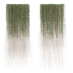 3d rendering of Curtain Ivy isolated