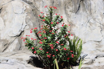 Euphorbia milii, the crown of thorns, Christ plant, or Christ thorn, is a species of flowering plant in the spurge family Euphorbiaceae, native to Madagascar.