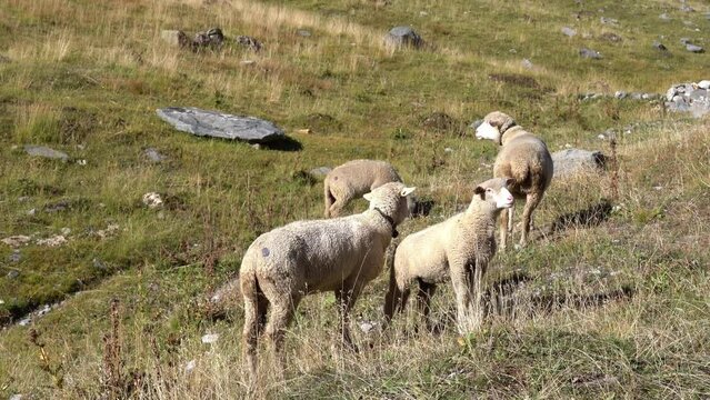 Sheep herd grazing at meadow of Swiss mountain Pass Furkapass  near railway track on a sunny late summer day. Movie shot September 12th, 2022, Furka Pass, Switzerland.
