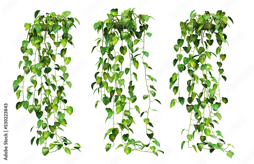 Poster 3d rendering of epipremnum aureum hanging isolated