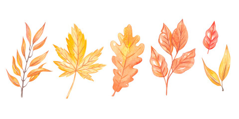 Watercolor autumn leaves set. High quality photo