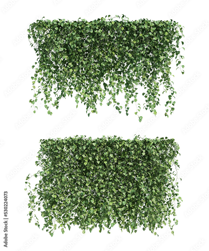 Poster 3d rendering of epipremnum aureum hanging isolated