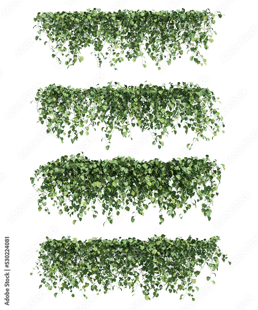 Poster 3d rendering of epipremnum aureum hanging isolated