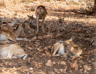 Persian  fallow deer resting in an enclosure in the Hai Bar nature reserve on Mount Carmel in Haifa, northern Israel