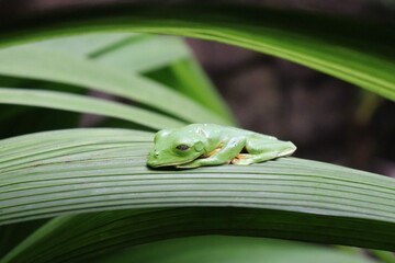 green tree frog on leaf