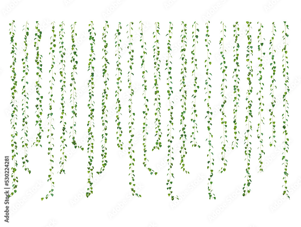 Poster 3d rendering of epipremnum aureum hanging isolated
