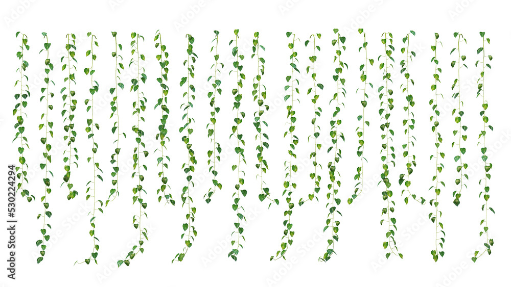 Poster 3d rendering of epipremnum aureum hanging isolated