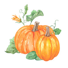 Watercolor pumpkin composition. High quality illustration