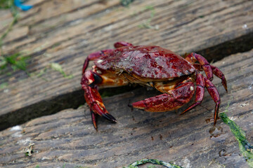 A crab on a wooden dock somewhere in Oregon