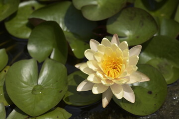 Closeup Background of yellow lotus flower.