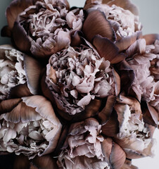 Woman's hand holding big and beautiful mono bouquet of brown dyed peonies on the grey background, close up view