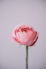 Beautiful single tender pink ranunculus flower on the grey wall background, close up view