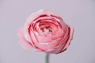 Beautiful single tender pink ranunculus flower on the grey wall background, close up view