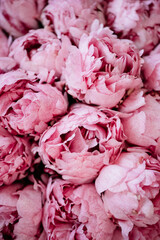 Beautiful tender blossoming tender pink Peony flowers texture, close up view