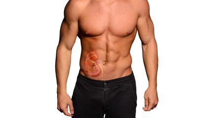 Beautiful and health athletic caucasian muscular young man with kidney hologram. Kidney disease,...