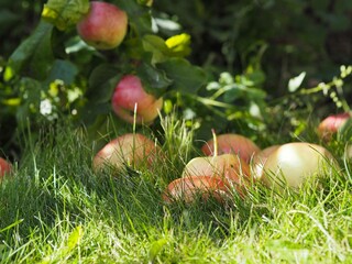 Autumn natural background.Big apples lie in the grass in the garden.