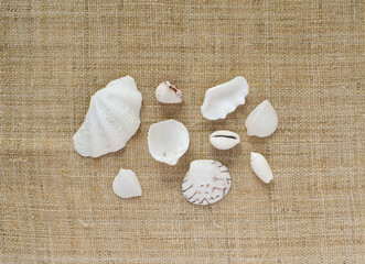 Fototapeta na wymiar White sea shells and coral on hemp linen background