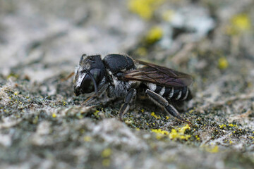 Closeup on a small female Mediterranean Centaurea leafcutter bee, Megachile apicalis sitting on wood