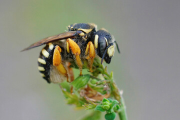 Closeup on a colorful threatened yellow Mediterranean interrupted resin-leafcutter bee , Trachusa...