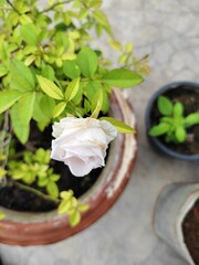 herbs in a bowl