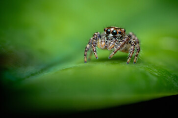 Close up a Jumping spider on green leaf, Selective focus, Macro photos.