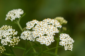 White inflorescences of the Achillea millefolium, commonly known as yarrow - 530228420