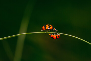 Two Ladybugs on green grass blade, Coccinella transversalis Fabricius, Blade runner, Lady Beetles, Selection focus.