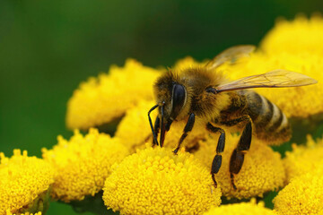 Closeup on a worker mining bee, Apis mellifera on a Yellow Tansy flower, Tanacetum vulgare