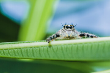 Close up a Jumping spider on green leaf, Selective focus, Macro photos.