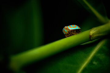 Close up of Hemisphaerius binduseni on branch, Colorful tiny insect, Selective focus, Macro of aphid, Hemisphaerius binduseni Constant & Jiaranaisakul, 2020, Thailand.