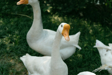 white swans on the grass