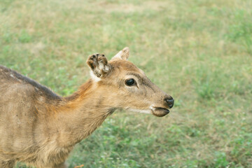 deer in the grass