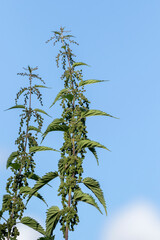 Leaves and blooms of the common nettle, Urtica dioica against blue sky background - 530229052