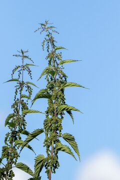 Leaves and blooms of the common nettle, Urtica dioica against blue sky background