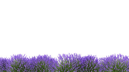 3d rendering of vlavender froground isolated © parinya