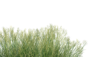 3d rendering of Oryzopsis hymenoides foreground isolated