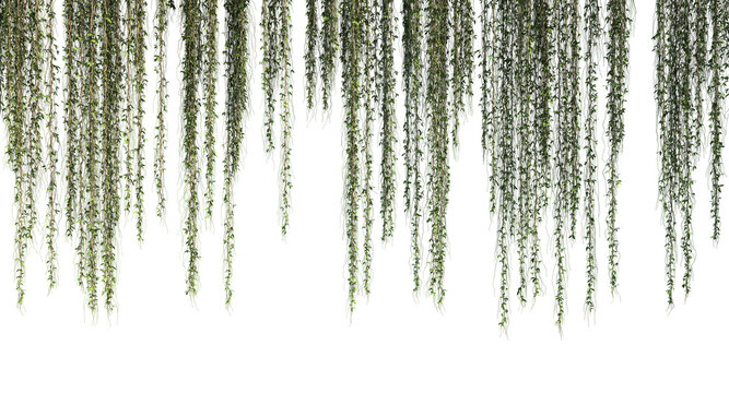 3d rendering of hanging plant foreground isolated