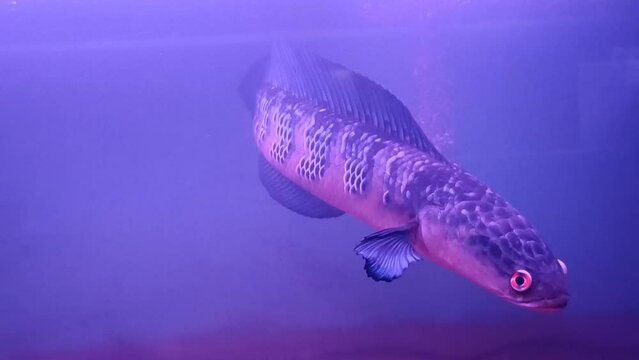 fish in aquarium / channa fish red barito