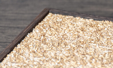 Stuffed Oats and Rice