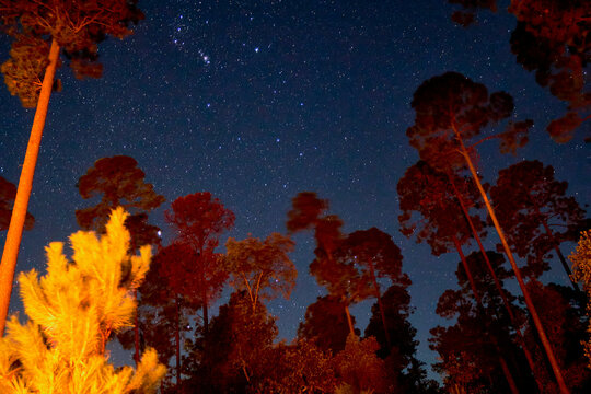 forest at night with sky full of stars, bonfire lightning the trees in mexiquillo durango 