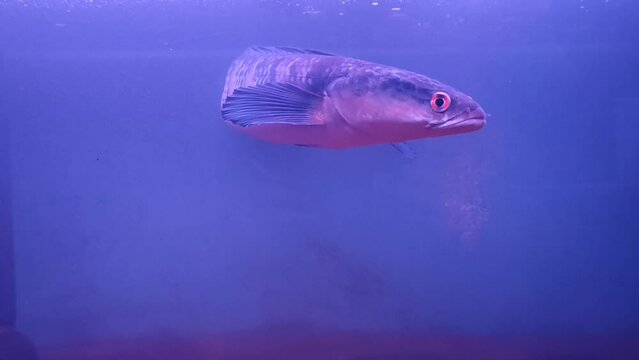 Snakehead fish in aquarium
