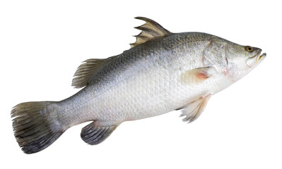 Fresh white striped bass fish isolated on white background, White striped bass fish isolated on...