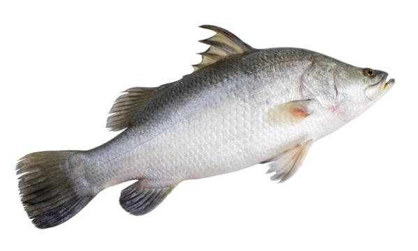 Fresh white striped bass fish isolated on white background, White striped bass fish isolated on white PNG file.